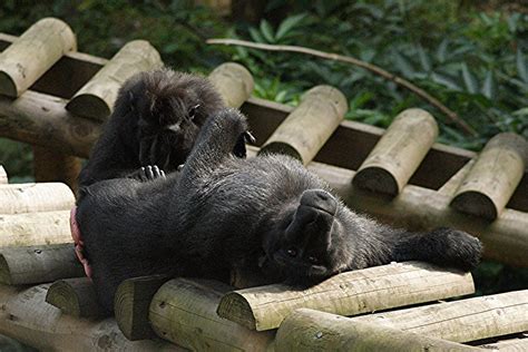 Animal Zoo Porn Porn Videos .